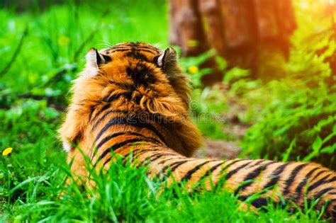 Beautiful Amur Tiger Portrait Stock Image Image Of Angry Aggressive