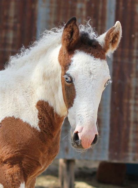 Curly Horse Bashkir Curly Horses American Bashkir Curly Stag