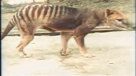 Colorized footage of last known Tasmanian tiger