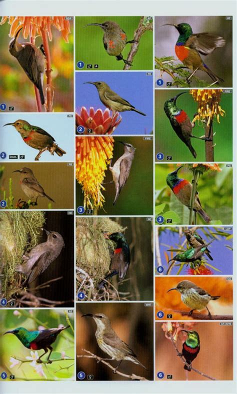 The Complete Photographic Guide To Birds Of Southern Africa Nhbs