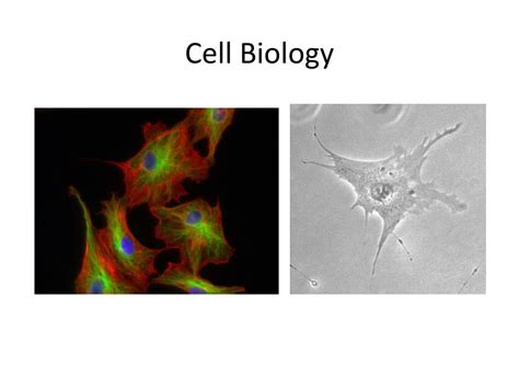 Ppt Cell Biology Powerpoint Presentation Free Download Id5570131