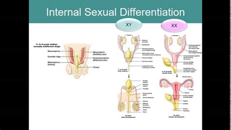 Human Sexuality Ch 2 Sexual Differentiation Youtube