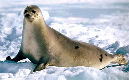 Seal Snow Wallpapers Walking Through Seals Background