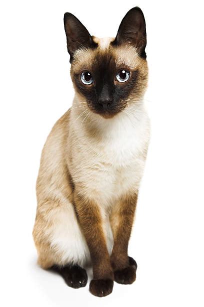 Best Siamese Cat Stock Photos Pictures And Royalty Free Images Istock