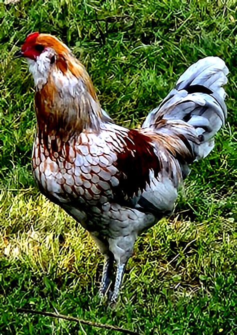 Ameraucana Bantam Chickens Hot Sex Picture