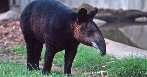 This page is about the meanings of the acronym, abbreviation for tapier. Amazing Facts: Tapir