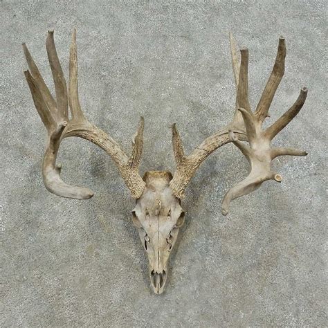 Whitetail Deer Skull European Mount For Sale 16745 The Taxidermy