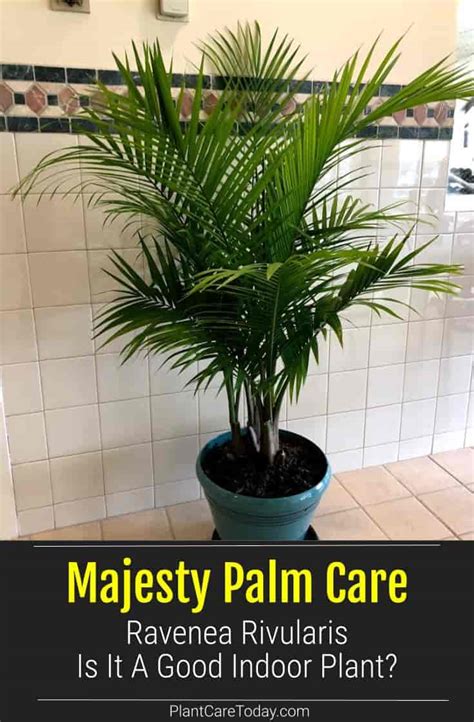 Majesty Palm Care Is Ravenea Rivularis A Good Indoor Plant