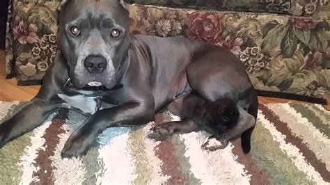 Pit Bull Adopts Kitten As Her Own Youtube