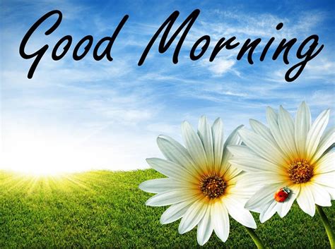 Good Morning Wallpaper Download ~ Latest Images Free Download