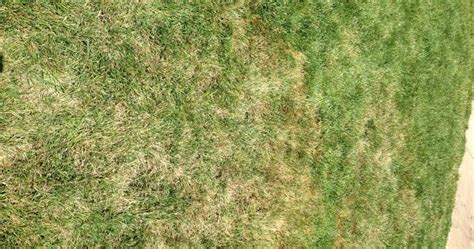 Xtremehorticulture Of The Desert Brown Spots A Big Problem With Lawns