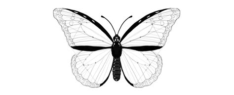 We hope this tutorial was interesting and super easy to follow! How to Draw a Butterfly Step by Step