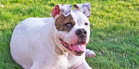 All dogs shed to some extent. What is the Best Pet Shampoo for Bulldogs? - Vetericyn ...