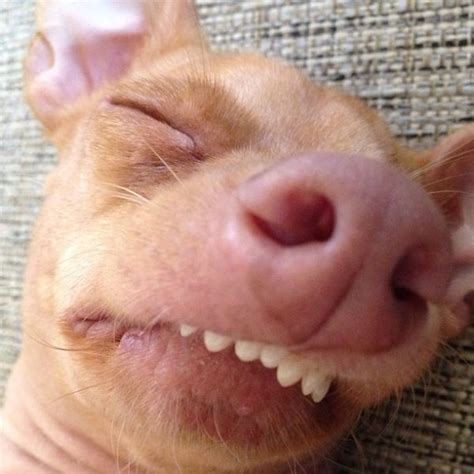 The Most Adorable Ugly Dog Ever 23 Pics