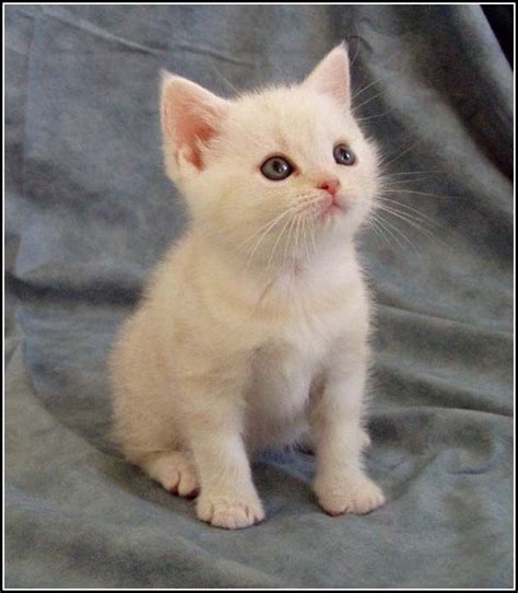 White American Shorthair Kittenspet Photos Gallery Kitten Pet
