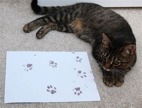 What Animal Paw Prints Can I Capture With An Inkless Paw Print Kit