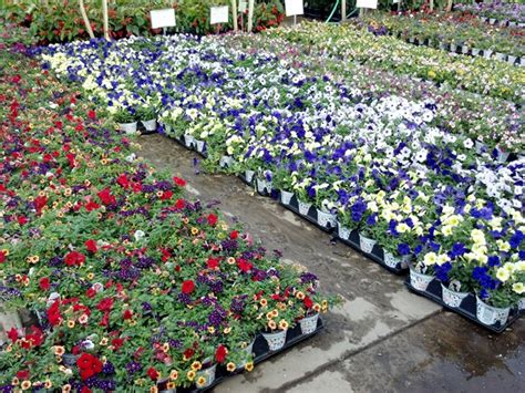 Rolling Along With The Spring Parks Wholesale Plants