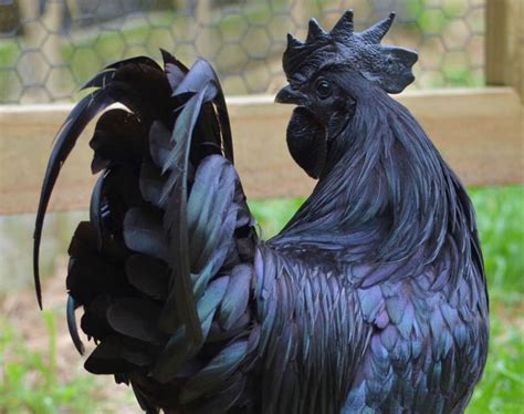 Indonesias Ayam Cemani Chickens Are Black To The Bone Munchies
