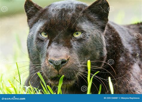 Black Panther With Green Eyes Stock Image Image Of Devious Forest