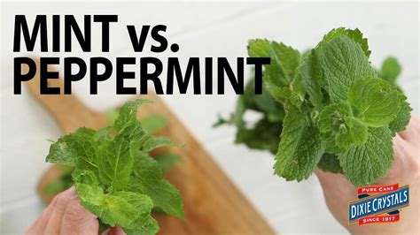 Spearmint varieties include sweet pineapple mint, apple. The Difference Between Mint & Peppermint - YouTube