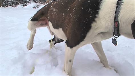 My Dog Baloo Peeing On A Cold Snowy Day Youtube