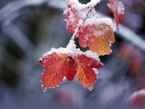 Snow On The Leaves Pictures Photos And Images For