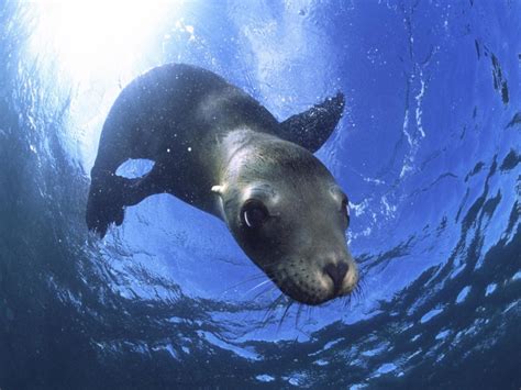 Морской лев — подвижение тюленя