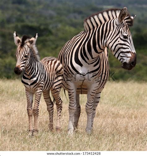Cute Baby Plains Zebra Standing Next 스톡 사진지금 편집 173412428
