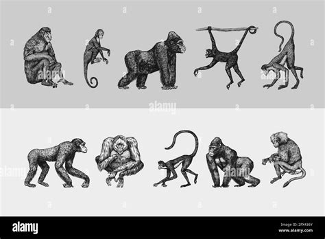 Bonobo or chimpanzee, Western gorilla , Orangutan in vintage style