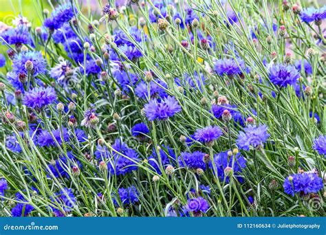 Beautiful Blue Cornflowers Meadow Close Up Stock Photo Image Of