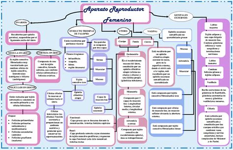 Mapa Conceptual Del Aparato Reproductor Femenino Histolog A Unam Hot