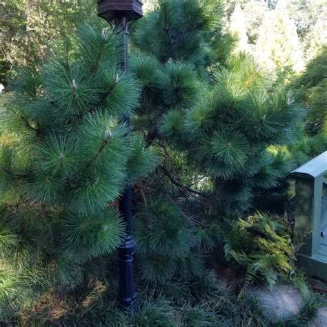 Japanese Black Pine Buy Online At Nature Hills Nursery