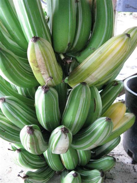 A Rare Banana Tropical Looking Plants Other Than Palms Palmtalk