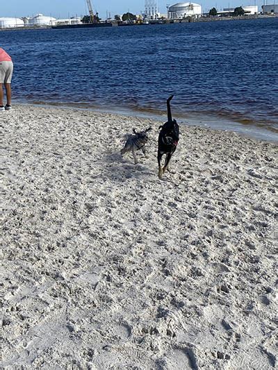 Davis Island Dog Beach Girl About Tampa