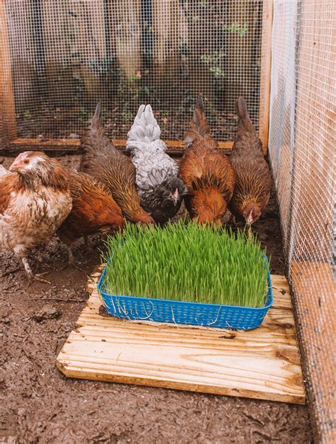 How To Grow Your Own Chicken Food Cheap Fast And Easy — Gather Homestead
