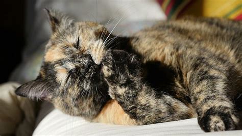 Cat Facts Fun Trivia About Tortoiseshell Cats With Torti Tude Cattime
