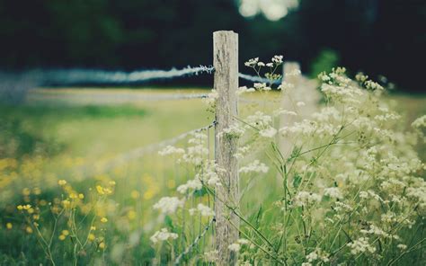 nature, Blurred, Depth Of Field, White Flowers, Yellow ...
