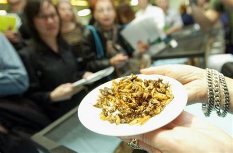 James cook's ship cat is the first cat to kill native birds. Just cook some rice…