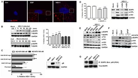 Index values shown on vial label. EGFR promotes virus entry and signaling transduction. (A ...