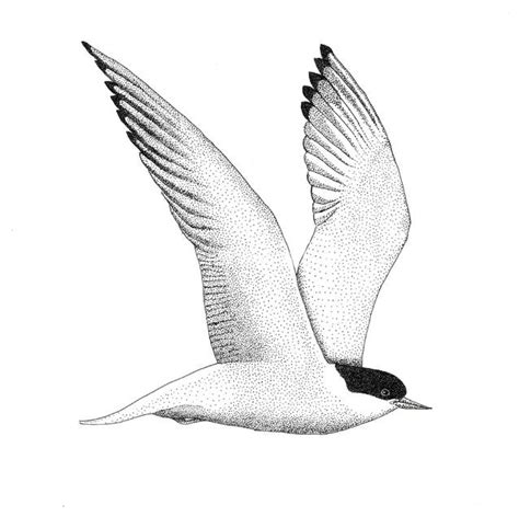 Stunning Tern Drawings And Illustrations For Sale On Fine Art Prints