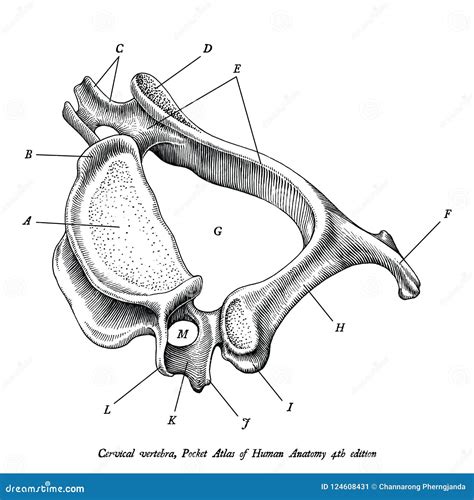 Cervical Vertebra Human Anatomy Superior Lateral View Hand Draw Stock