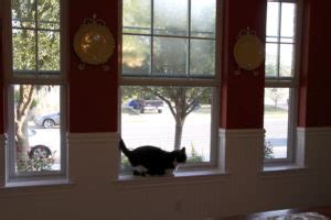 Unfortunately, if your screen isn't sturdy, your cat can push right through and escape.6 x research source. Cat-proof retractable screen door - Is it possible ...