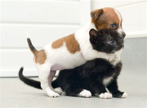 Abandoned Puppy And Kitten Become Best Friends 12 Pics Funny Animal