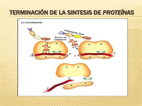 Fases De La Sintesis De Proteinas Pmr