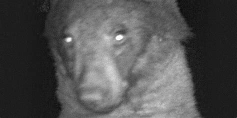 Colorado Bear Takes Hundreds Of Selfies On Wildlife Camera Trap