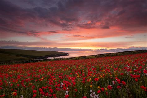 Cloud Flower Horizon Meadow Nature Poppy Red Flower Sky Sunset