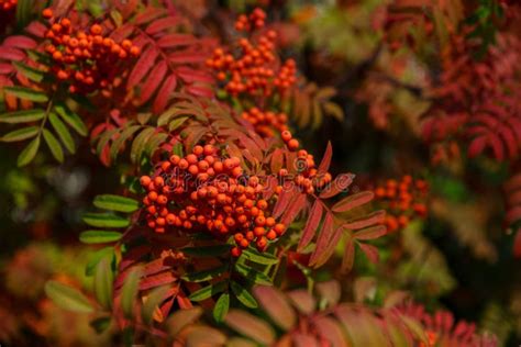 Autumn Mountain Ash On A Background Of Yellow And Green Leaves Stock