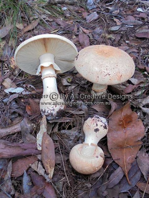 Australian Fungi Identification Pictures Native Mushrooms