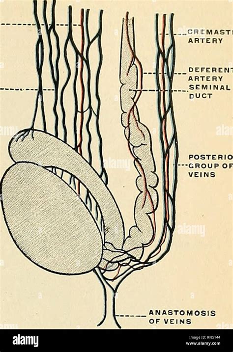 Anatomía Descriptiva Y Aplicada Anatomía Los Testículos Y Sus