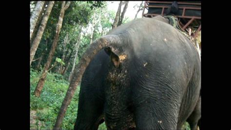Un éléphant Urine Fait Pipi Et Défèque Fait Caca Sur Sa Condition